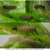 sat w-album larva1 volg